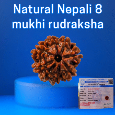 Certified Nepali 8 mukhi rudraksha