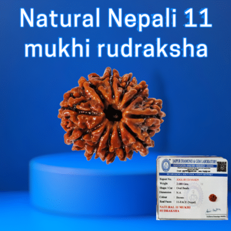 Certified Nepali 11 mukhi rudraksha