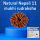 Certified Nepali 11 mukhi rudraksha