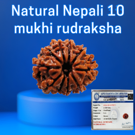 Certified Nepali 10 mukhi rudraksha