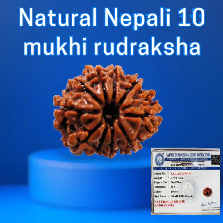 Certified Nepali 10 mukhi rudraksha