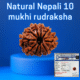 Certified Nepali 10 mukhi rudraksha