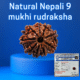 Certified Nepali 9 mukhi rudraksha